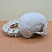 Load image into Gallery viewer, Bone White PLA+ 3D Printed Skull With Articulated Spine