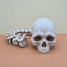 Load image into Gallery viewer, Bone White PLA+ 3D Printed Skull With Articulated Spine