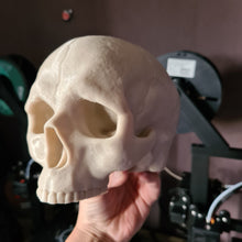 Load image into Gallery viewer, Large PLA 3D Printed Skull Bone White Hex3D Predator Trophy