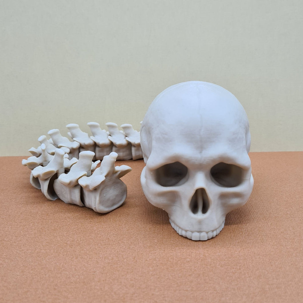 Bone White PLA+ 3D Printed Skull With Articulated Spine