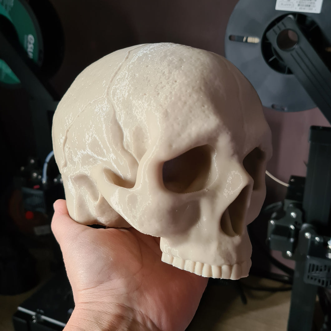 Large PLA 3D Printed Skull Bone White Hex3D Predator Trophy